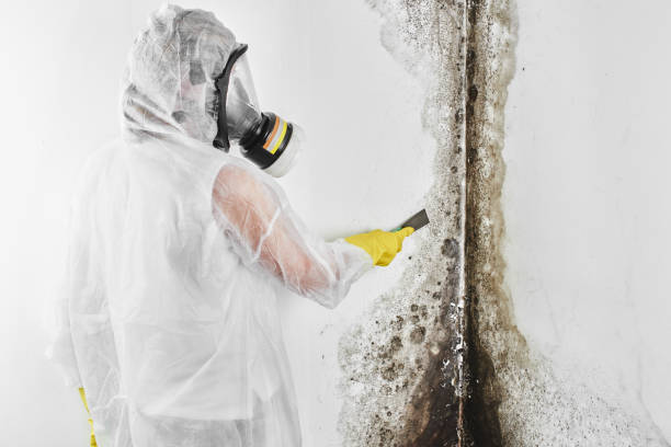  St Charles, MI Mold Removal Pros