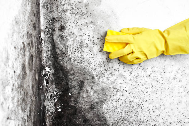 Professional Mold Removal in St Charles, MI