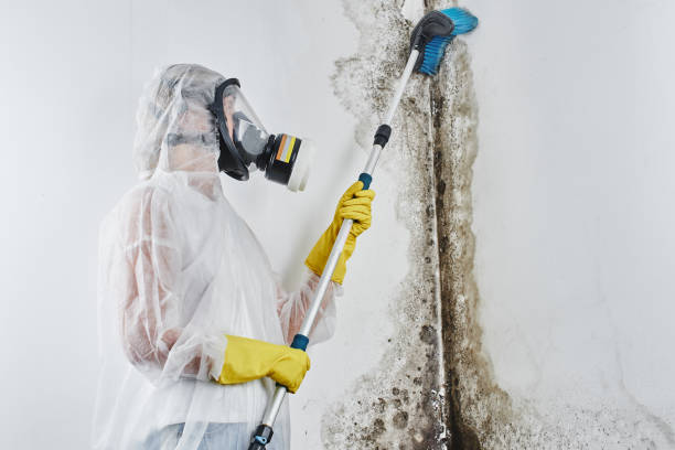 Mold Removal Process in St Charles, MI