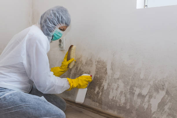 Mold Testing and Removal in St Charles, MI