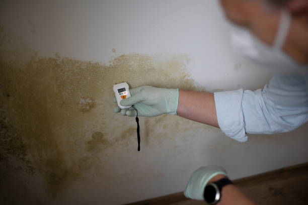 Best Crawl Space Mold Removal  in St Charles, MI