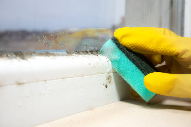 Best Mold Testing  in St Charles, MI