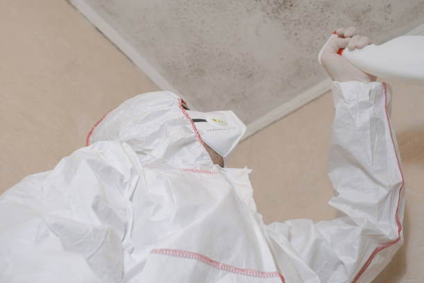 Best Affordable Mold Removal  in St Charles, MI