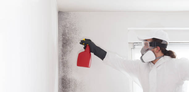 Best Attic Mold Removal  in St Charles, MI