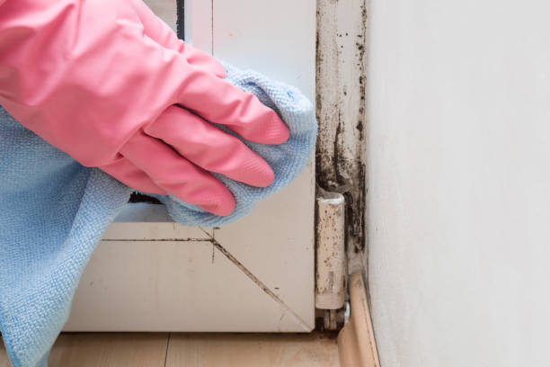 Best Same-Day Mold Removal  in St Charles, MI