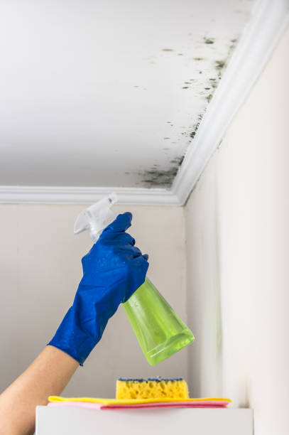 Best Professional Mold Removal  in St Charles, MI