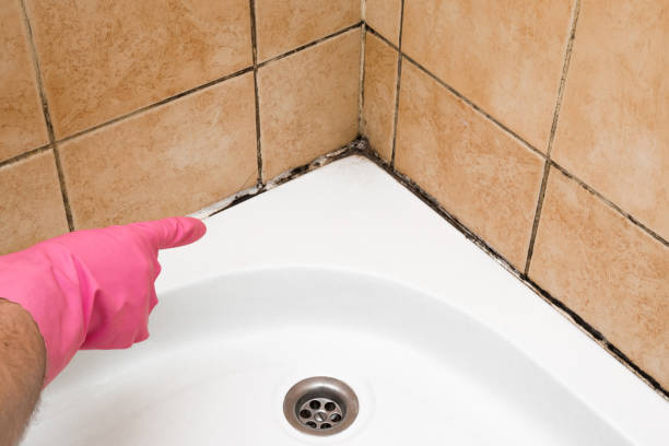 Best Commercial Mold Removal  in St Charles, MI